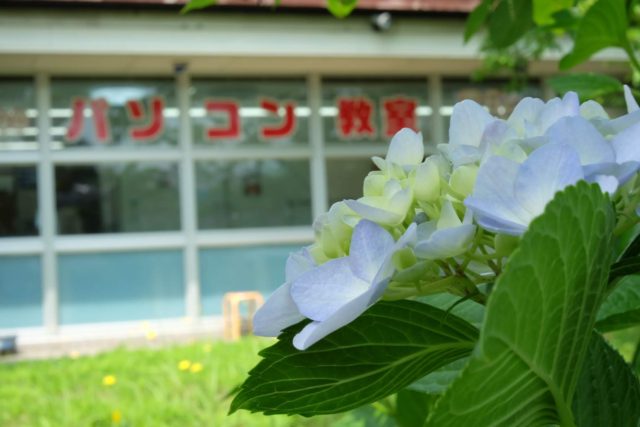 教室のお庭の紫陽花